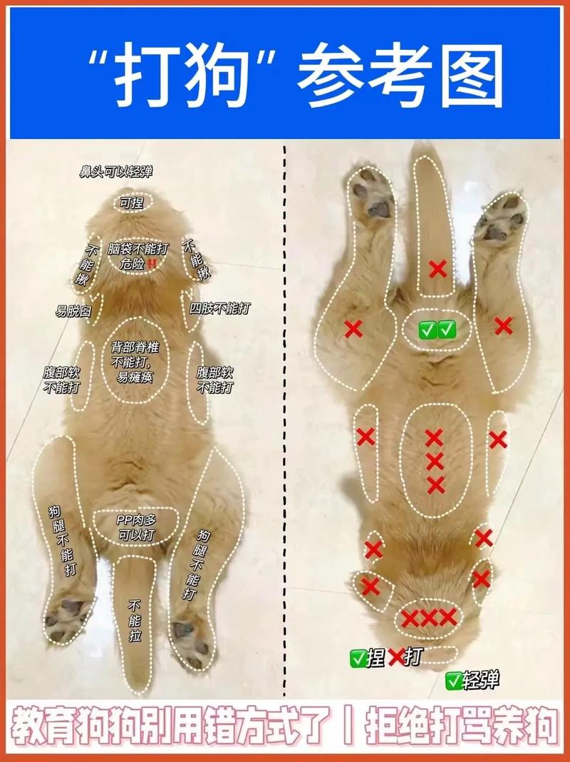 怎么快速有效训狗 