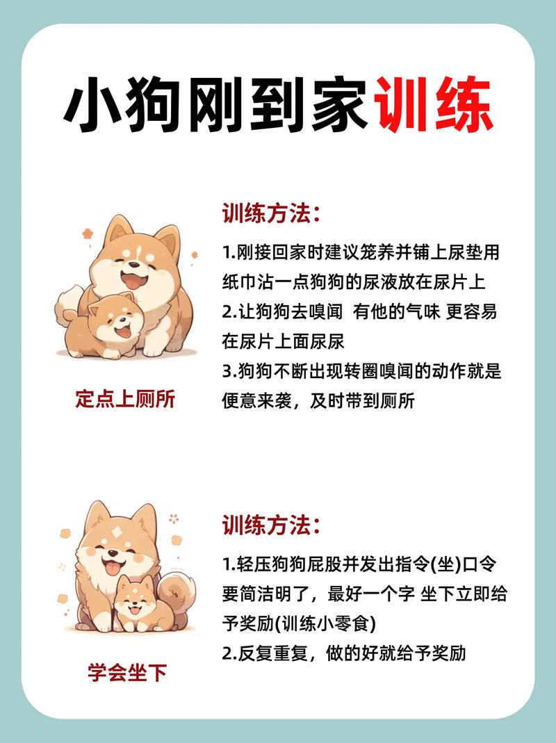 训狗人训狗的视频教程大全 