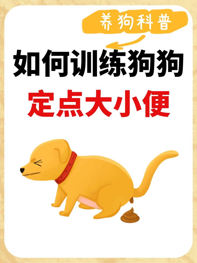  怎么训练银狐犬定点大小便