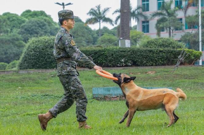 武警训狗教程 