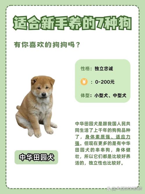  小田园犬怎么养