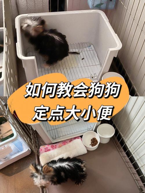 怎么在笼子里训狗上厕所 