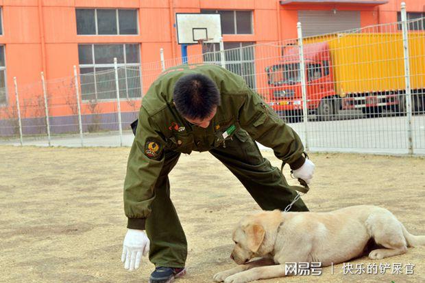  粗暴训狗高手视频大全集免费观看