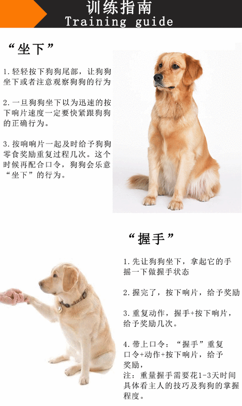 训狗教程大型犬 