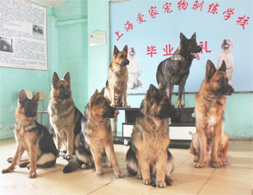  贵阳训犬基地训狗公司在哪里