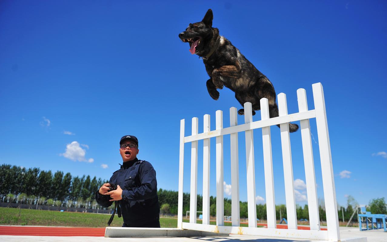  训狗的视频警犬大全