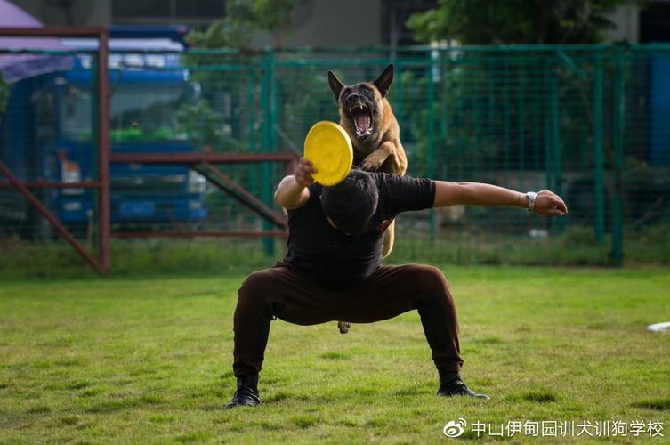 成都训犬基地训狗自贡 