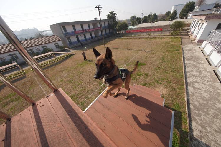  武汉训犬基地