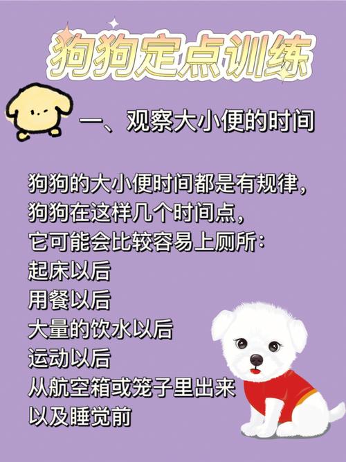  怎么训练银狐犬定点大小便