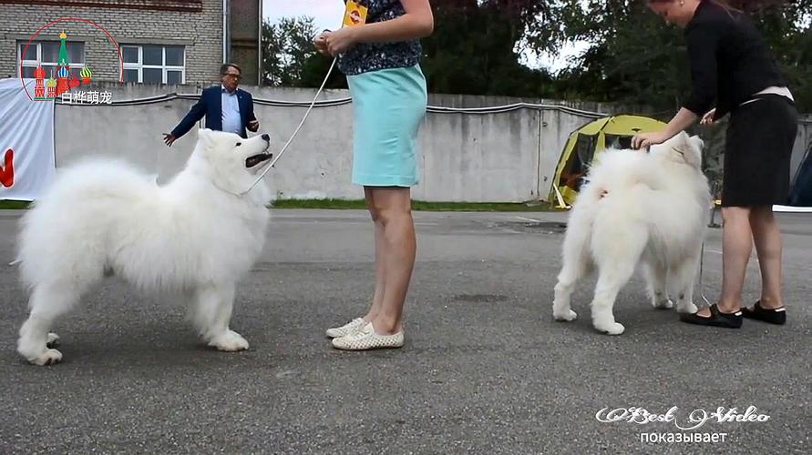  萨摩犬训练视频