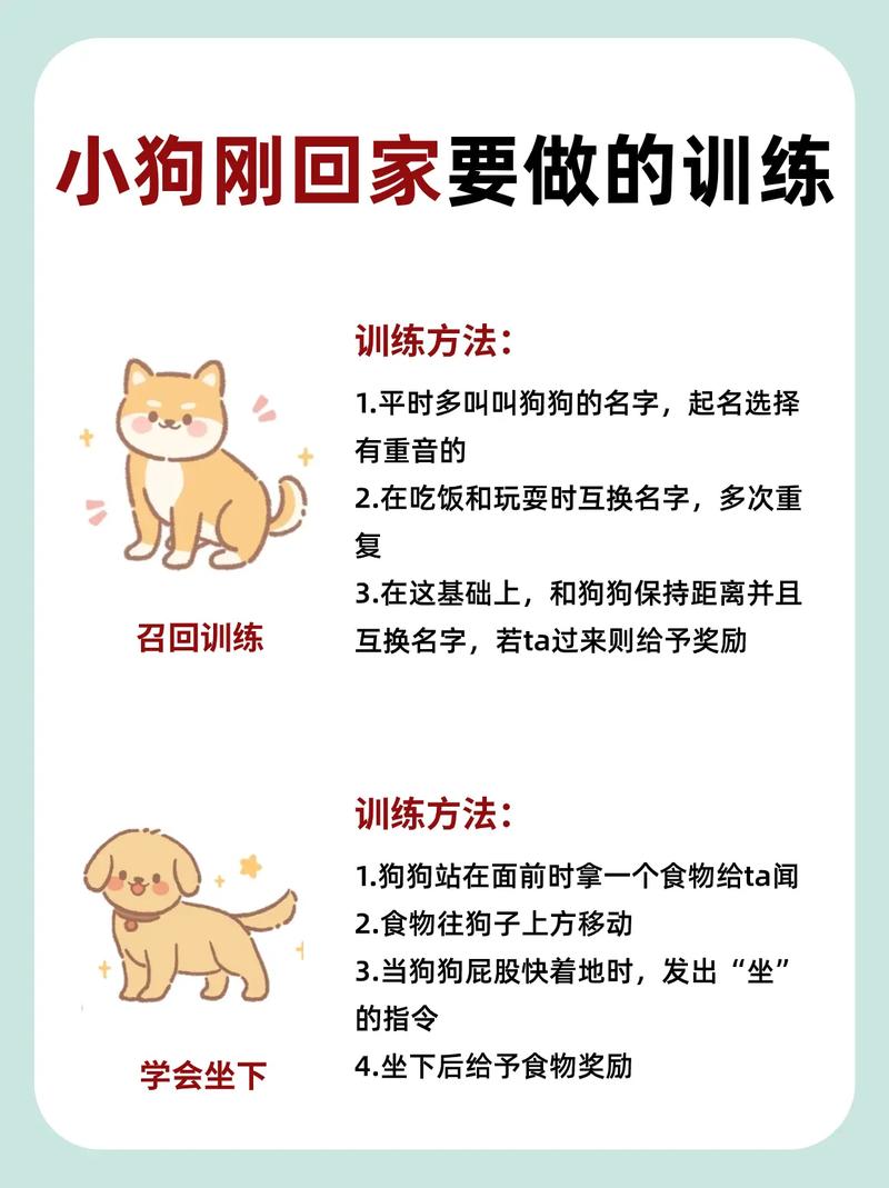 训狗如何拿狗粮呢图片大全 