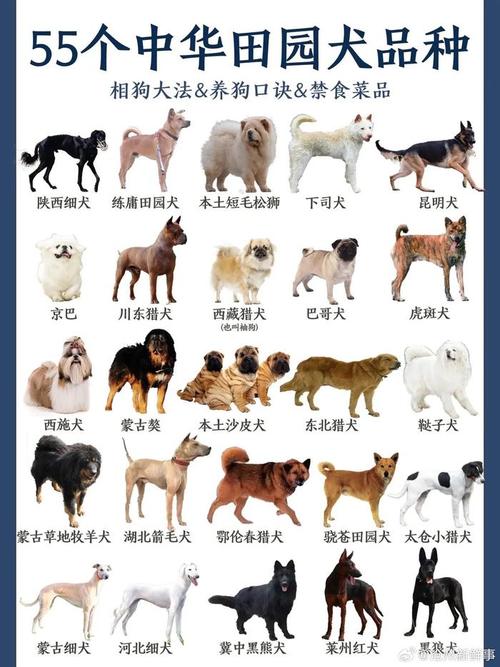  小田园犬怎么养