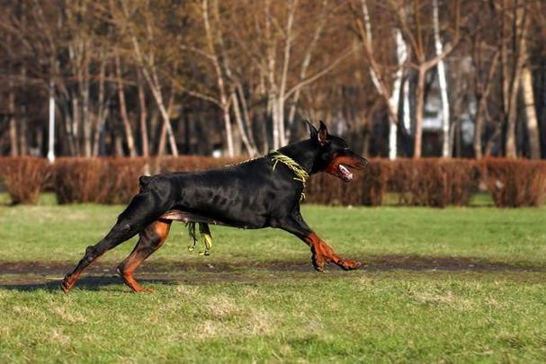 训狗比赛杜宾犬视频教程 