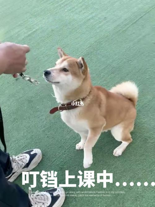 训狗搞笑柴犬图片大全 