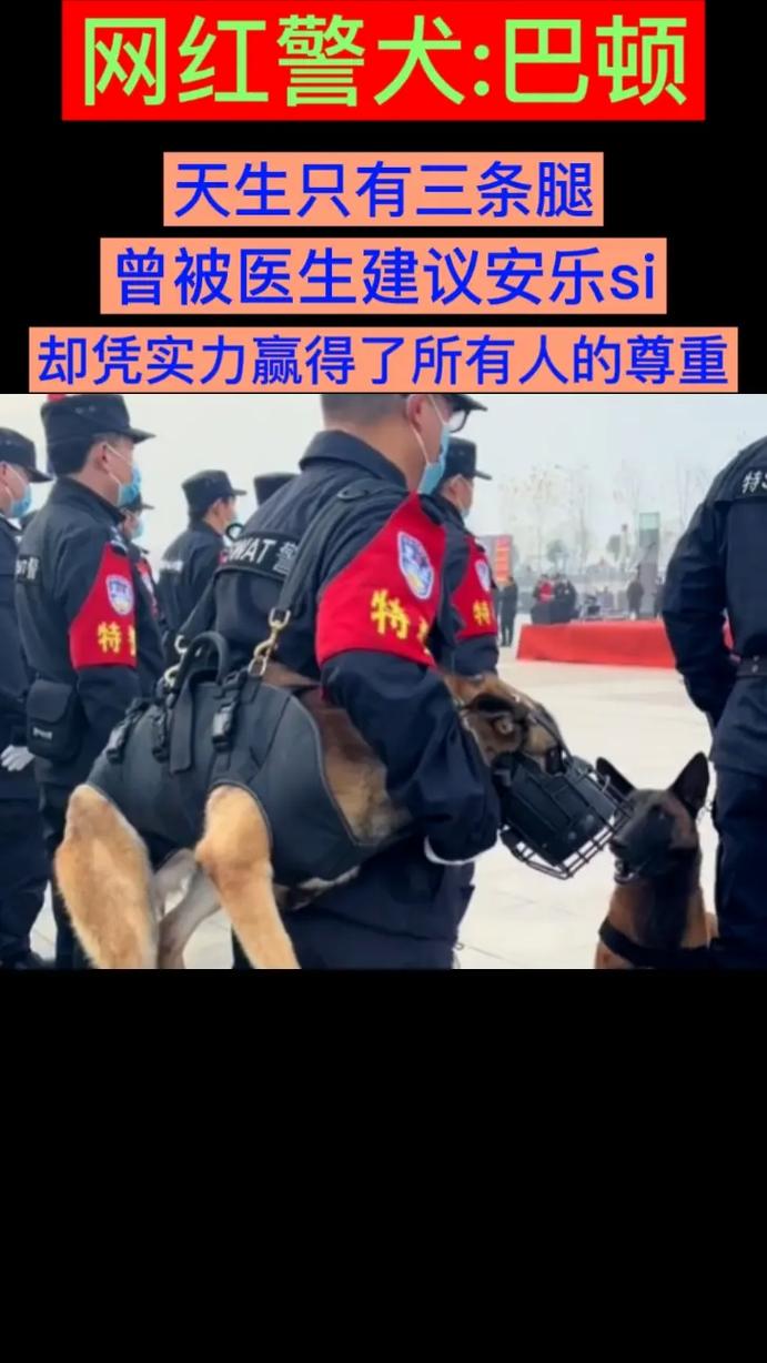 特警怎么训狗 