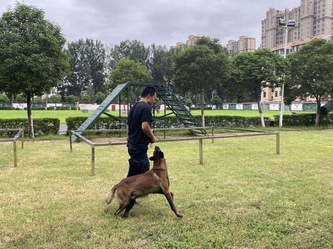  贵阳训犬基地训狗公司在哪里