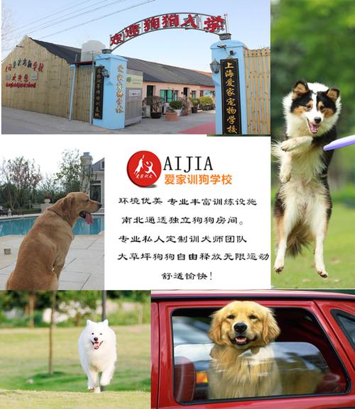  瑞安训狗基地训犬机构地址