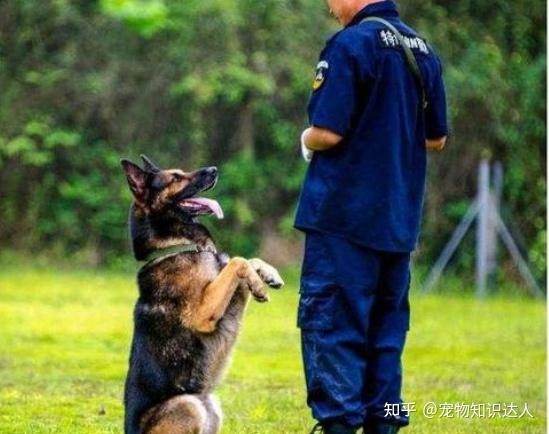 怎么训狗对付捕狗器 