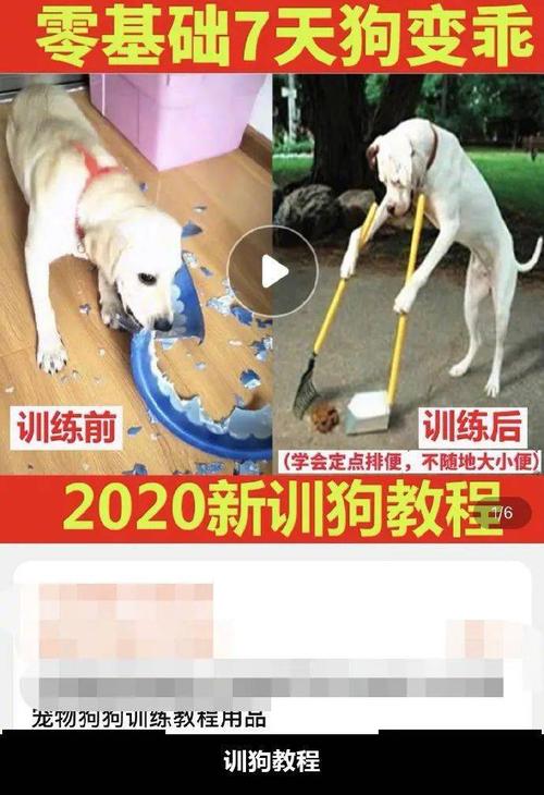 训狗躲车教程图片大全 