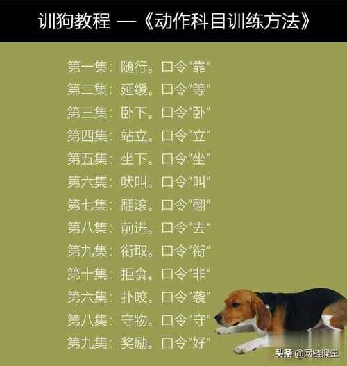 训狗名字基础教程 