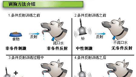 训狗教程军犬怎么训的 