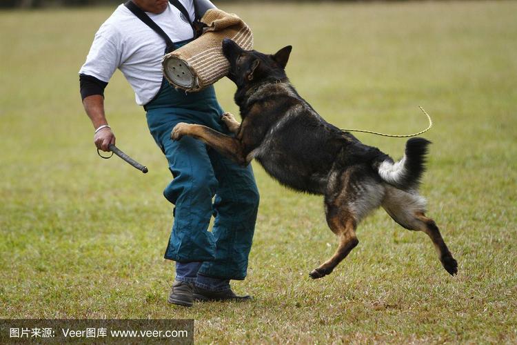  牧羊犬怎么样训练牧羊视频