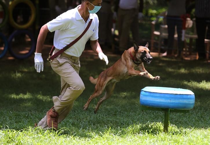  训狗的视频警犬大全