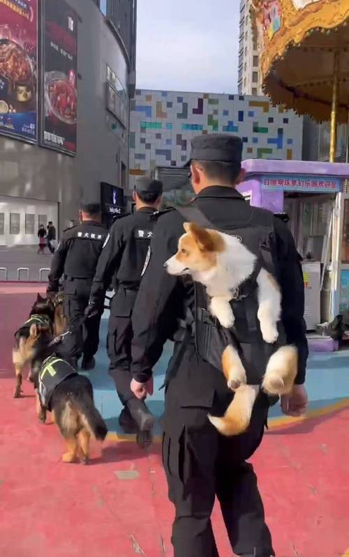  锦州福犬宠物训练基地