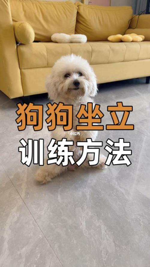  怎么让狗坐立