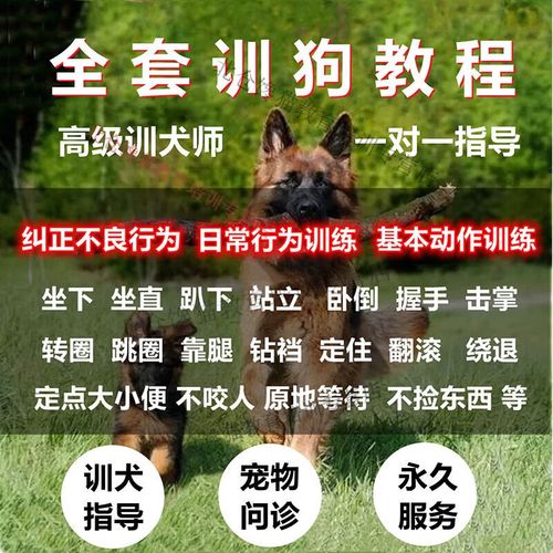 训狗师训狗视频教程全集 