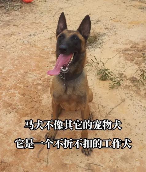 狗语者训马犬怎么训 