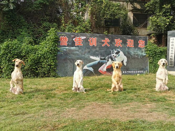 南通训犬基地训狗学校 