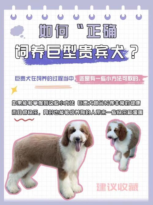  巨贵犬饲养