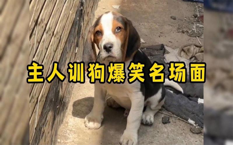 外国狗训犬视频大全搞笑 