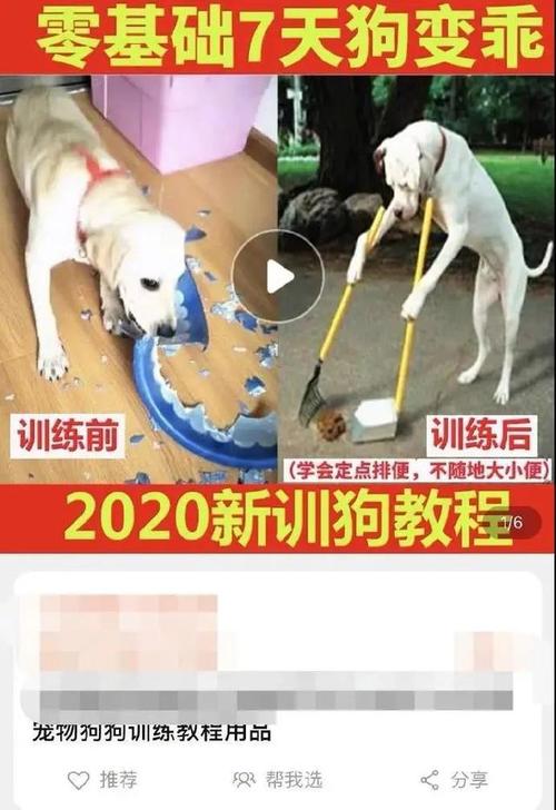 训狗直立行走教程 