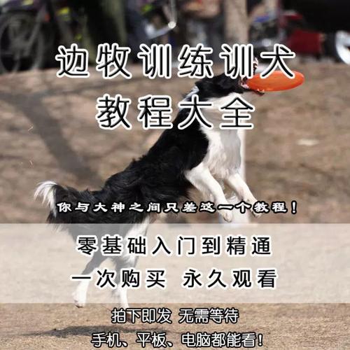  马犬训狗教程图片视频