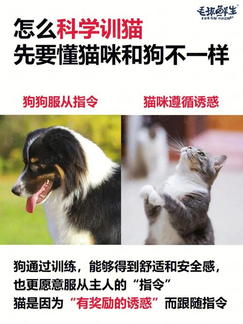 训狗人训猫教程图片 