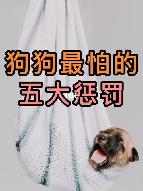 狗害怕别的狗怎么训她 