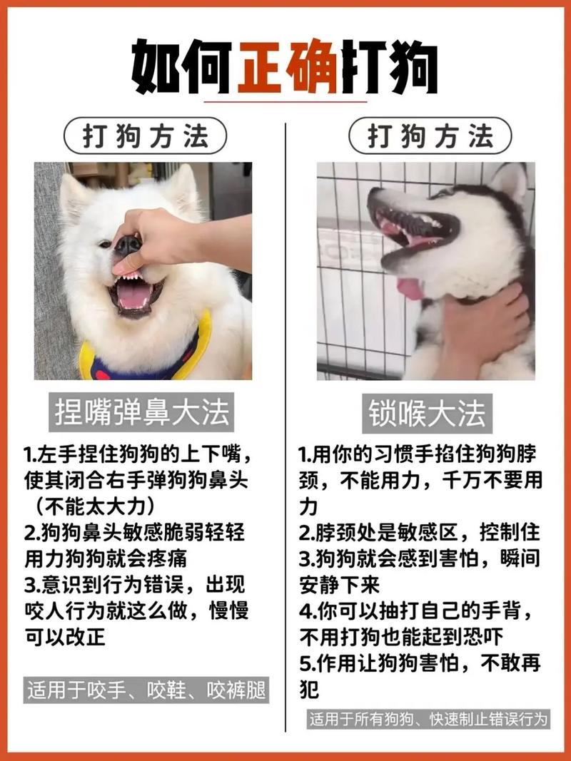  狗狗怎么教都不听