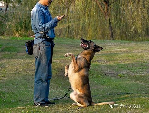  流浪狗训主人视频大全图片