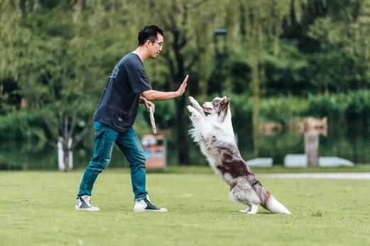  网上训练狗狗的训犬师可靠吗?