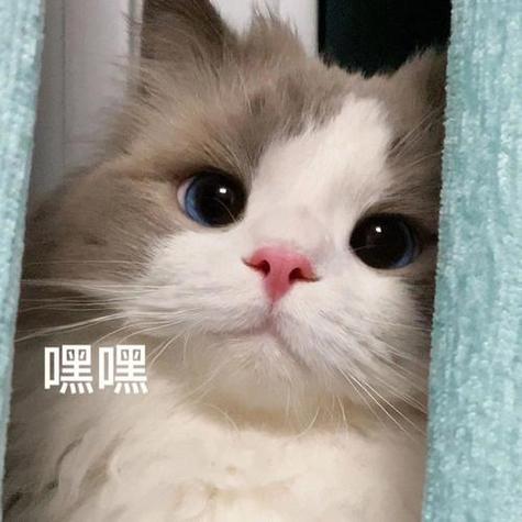  训狗训猫表情包图片大全集