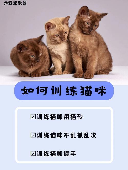  怎么可以训猫