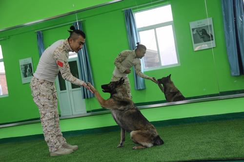 西藏山南训犬基地训狗 