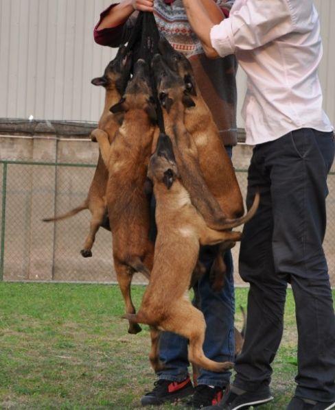 马犬正确训狗教程大全 