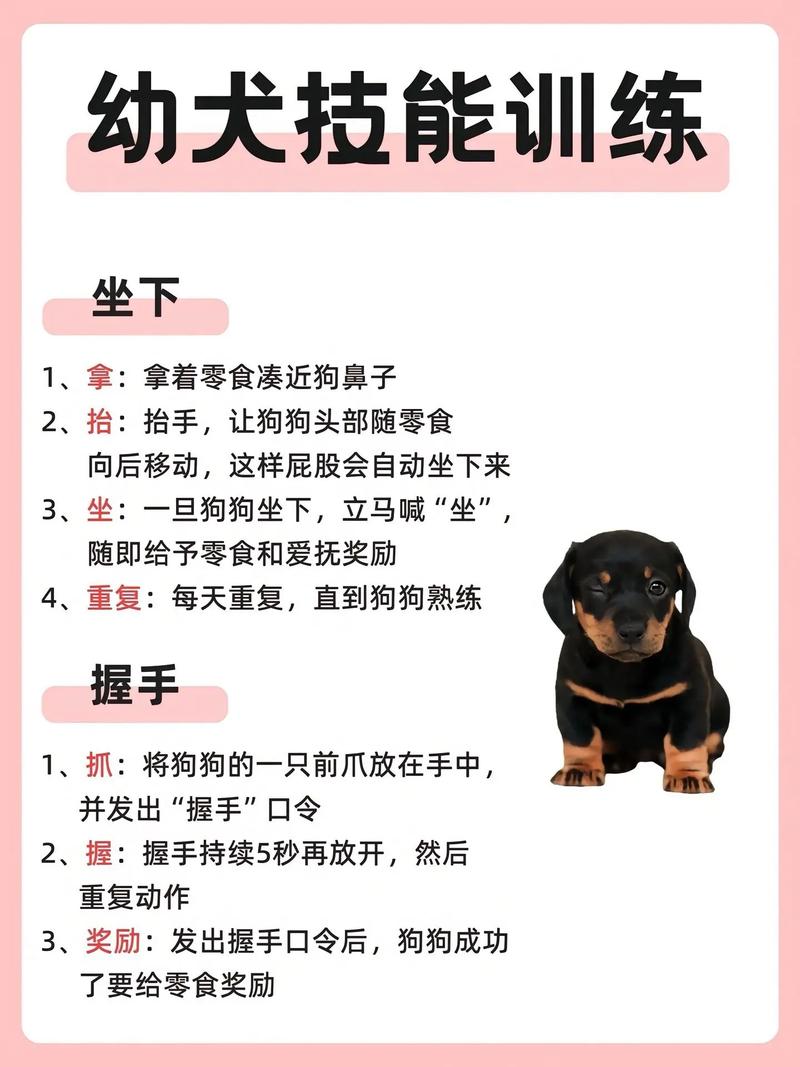 训狗教程军犬怎么训的 