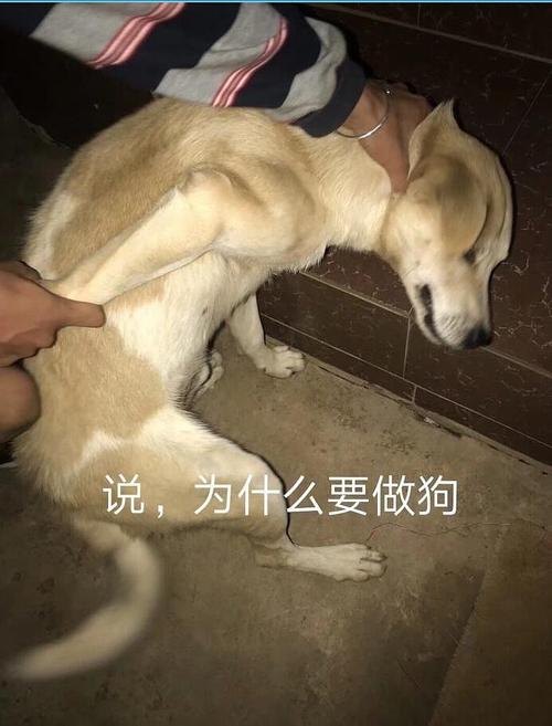 狗老二训媳妇视频大全 