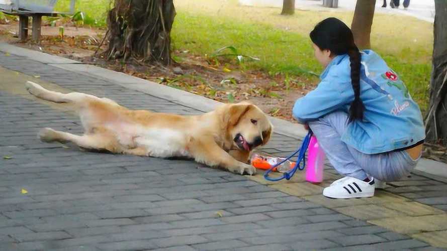  女孩街头训狗图片大全集高清