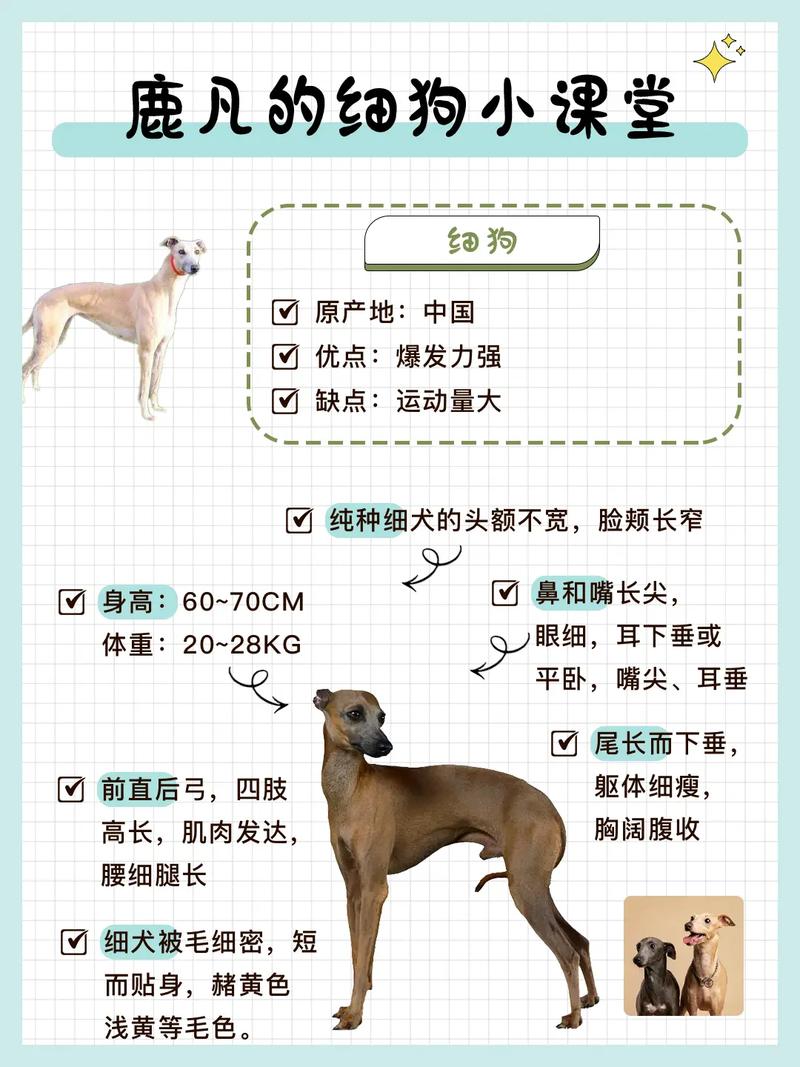 幼犬细狗怎么训 