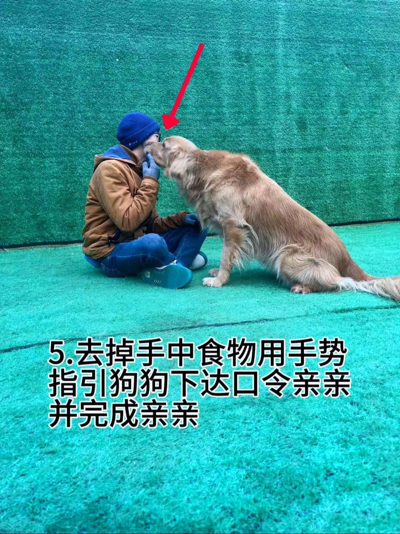 爱犬之路训狗教程 